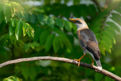 Bird perching on tree