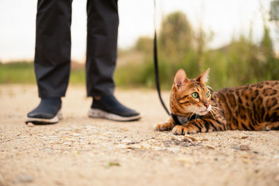 Scared beautiful bengal cat with green eyes outdoors lying on ground