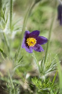 Close-up of purple flower