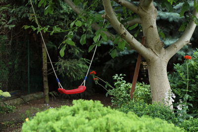 Man hanging on tree trunk