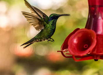 Close-up of a bird flying