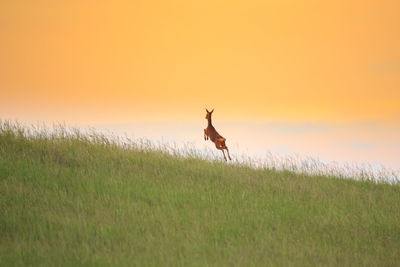 Horse on field during sunset