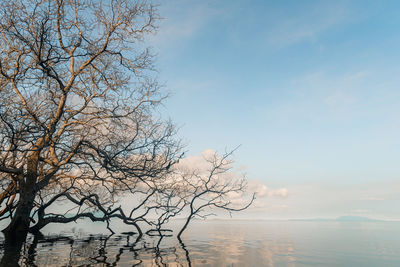 Low angle view of bare tree against sky during sunset