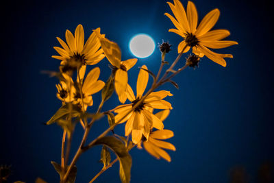 Close-up of yellow flowering plant against blue sky