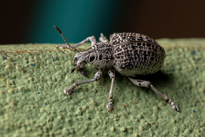 Close-up of a lizard