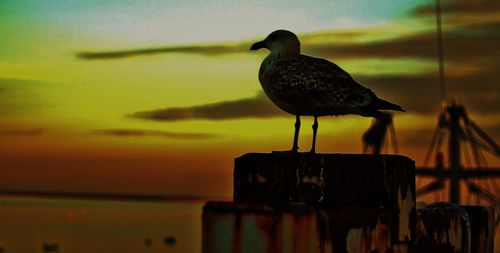 Seagull perching on wooden post against sky during sunset