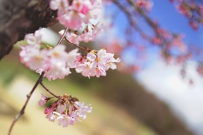 Close-up of pink cherry blossoms in spring