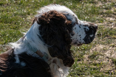 Close-up of a dog on field