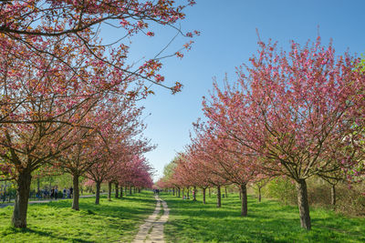 View of flowering trees during autumn