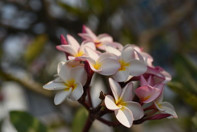 Close-up of fresh pink white flowers