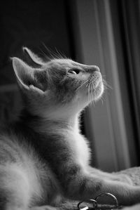 Close-up of a cat looking away at home