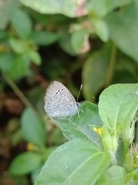 Close-up of insect on plant