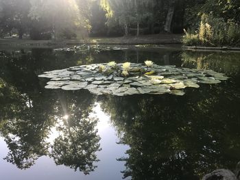 Reflection of trees in lake