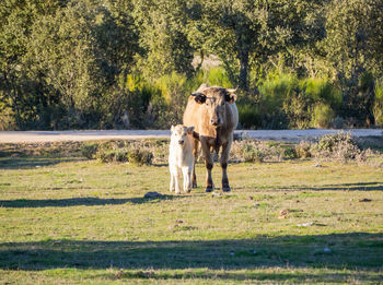 Horse standing in a garden