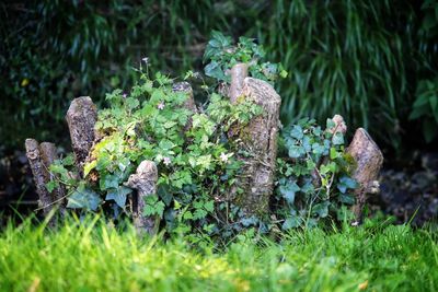 Plants growing on field