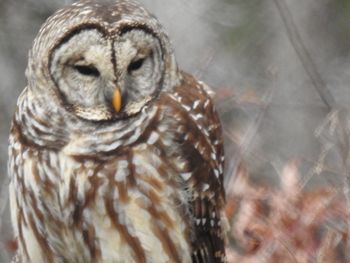 Close-up of owl perching outdoors