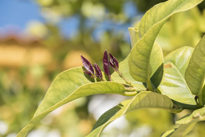 Close-up of butterfly on plant