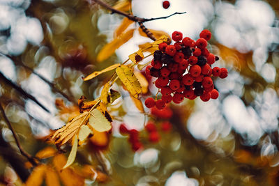 Close-up of berries on tree