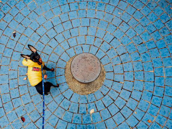High angle view of wearing dog on blue tiled floor in winter