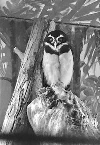 Close-up of bird on tree trunk