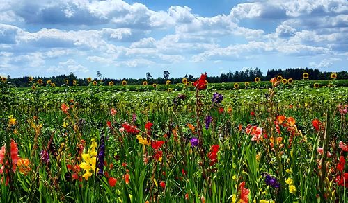 Red poppy flowers in field