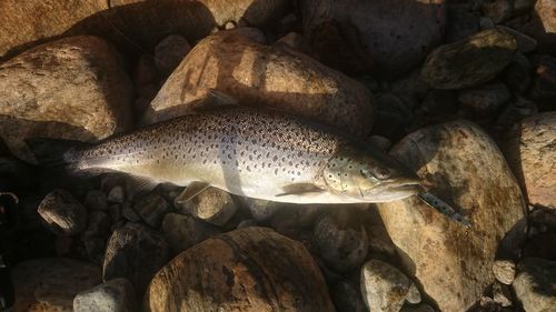 High angle view of dead sea trout on stones