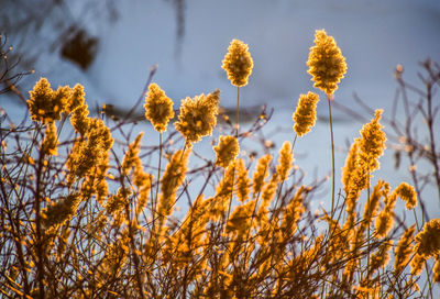 Reeds at sunset