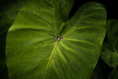 Close-up of fresh green leaves with water drops