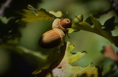 Close-up of insect on plant