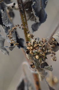 Close-up of snow on plant