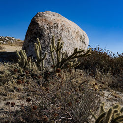 Plants on landscape against clear sky