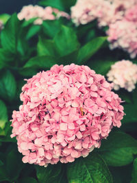 Close-up of pink hydrangea