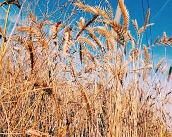 Plants growing in field