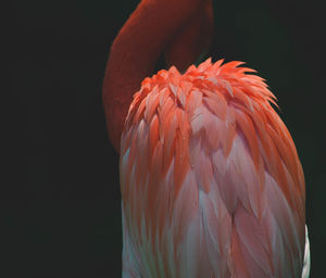 Close-up of flamingo against black background