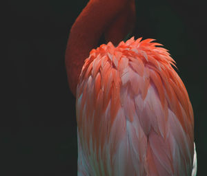 Close-up of bird against black background