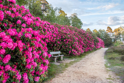 Pink flowering plants by footpath in park