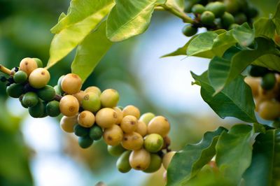 Close-up of coffee crop on tree