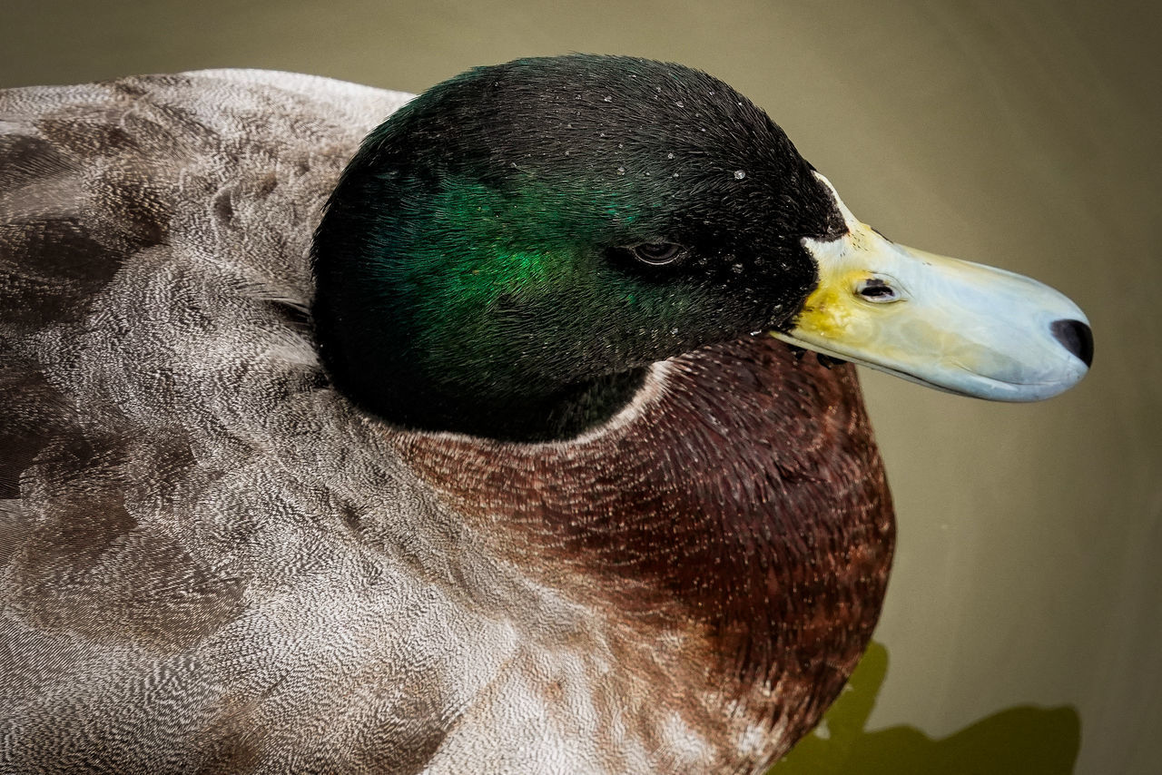 CLOSE-UP OF A YOUNG BIRD