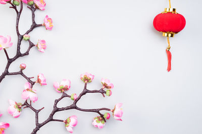 Close-up of red cherry blossom against white background