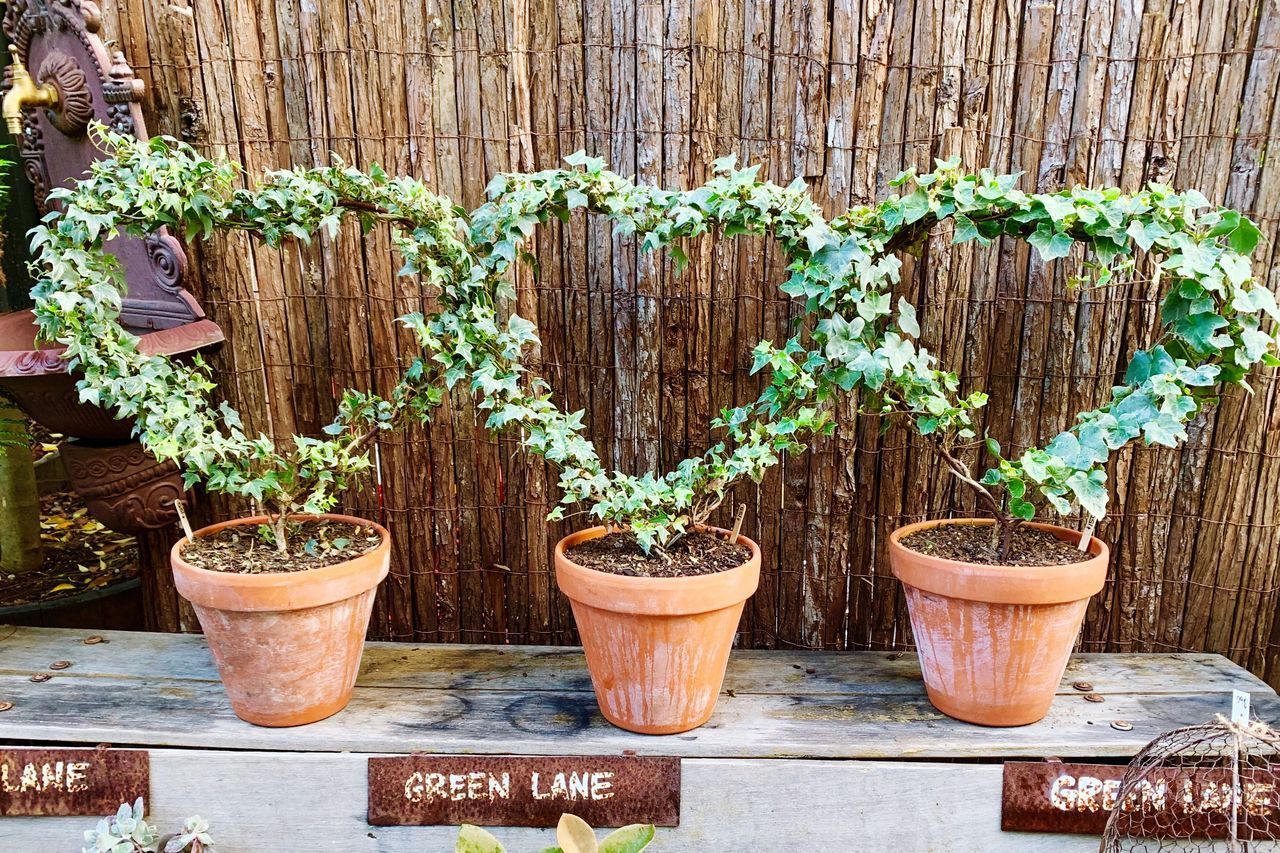 CLOSE-UP OF POTTED PLANTS ON WOODEN WALL