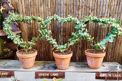 Close-up of potted plants on wooden fence against wall