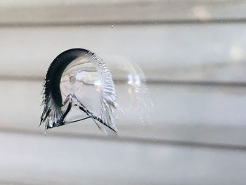 Close-up of insect on glass