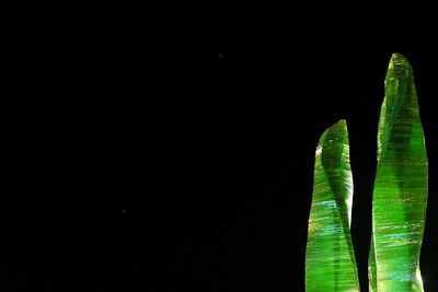 Trees growing at night