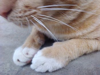 Close-up of cat sleeping