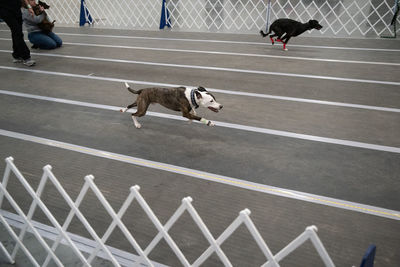 Low section of people with dog on road