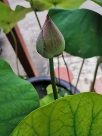 Close-up of lotus water lily on leaves