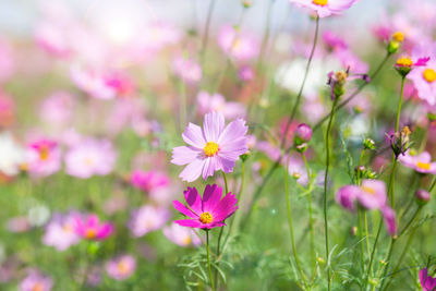 Close-up of pink cosmos flowers on field