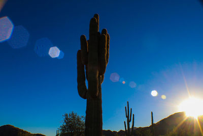 Low angle view of cactus against blue sky