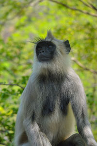 Close-up of gorilla sitting on tree