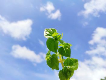 Low angle view of green leaves against sky